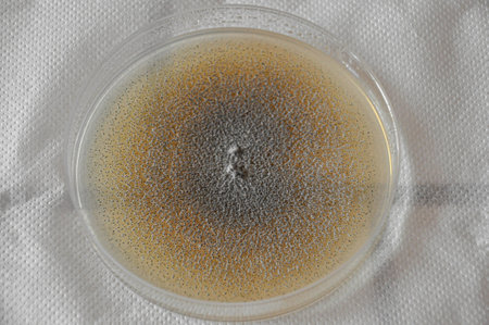 Petri dish with mushroom colonies