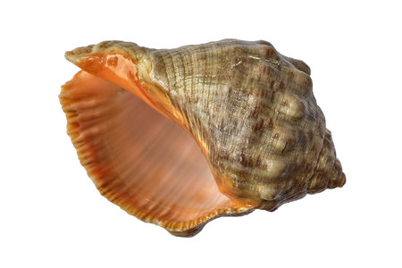Thais haemastoma shell on white background