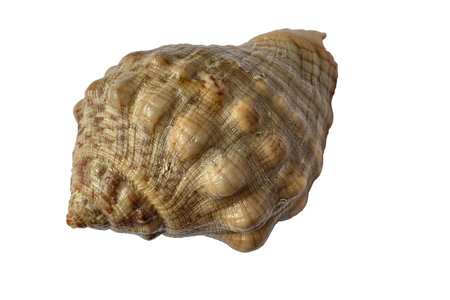 Closeup of Stramonita haemastoma shell