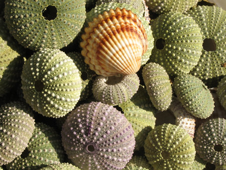 Exoskeletons of the common sea urchin