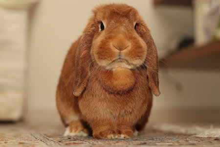 Cute tawny lop-eared rabbit, close upの写真素材