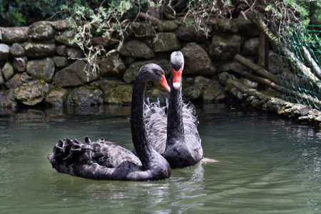 Two black swans swimming in a pond in a zoological parkの写真素材