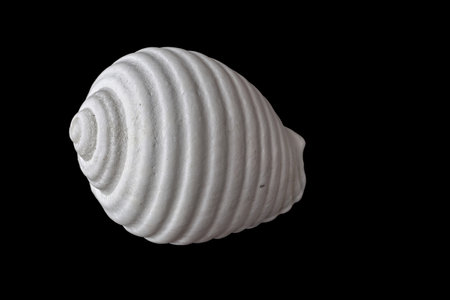 Shell isolated on black background