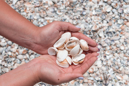 Shells in the handsの写真素材