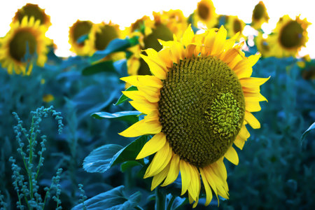 Sunflowers on the fieldの写真素材