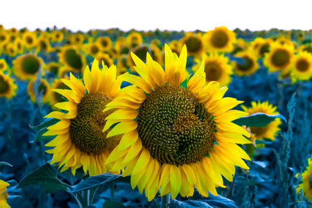 Sunflowers on the fieldの写真素材