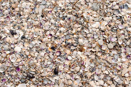 Natural sand and shells backgroundの写真素材