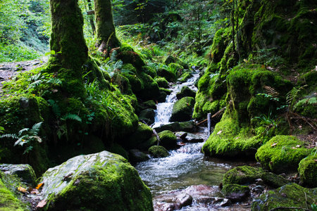 Green forest. Germany forest.の写真素材