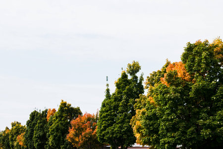 colorful autumn leaves in parkの写真素材
