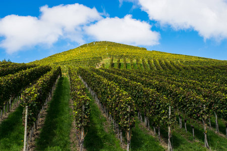 vineyard on the slopes of the mountains. Autumnの写真素材