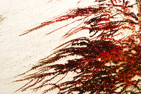 red ivy on the wallの写真素材