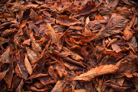 Red and Orange Autumn Leaves Backgroundの写真素材