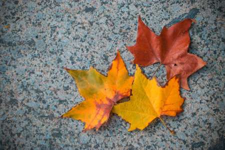 Autumn leaves on grey marble with scratches and spots. Abstract background.の写真素材