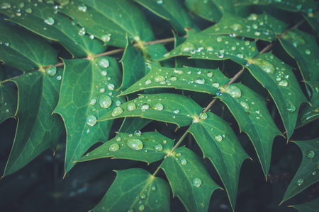 green leaf with water dropsの写真素材