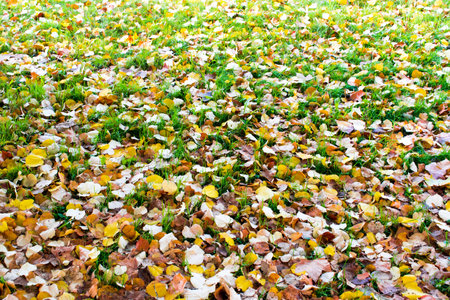 Bright yellow leaves on green grass in autumn. The bright colors of fall.の写真素材