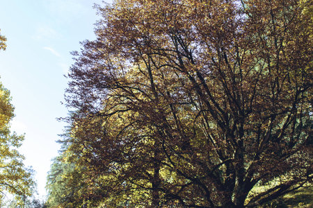 Gold yellow colored tree crowns of a chestnut treeの写真素材