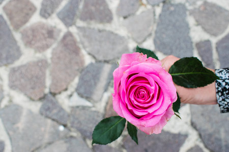 pink rose in hand on the stone backgroundの写真素材