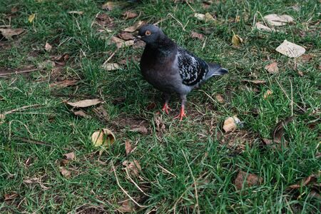 A dove is walking to find food on the green grass field. / Dove in the grass of the park on a summer morning.の写真素材