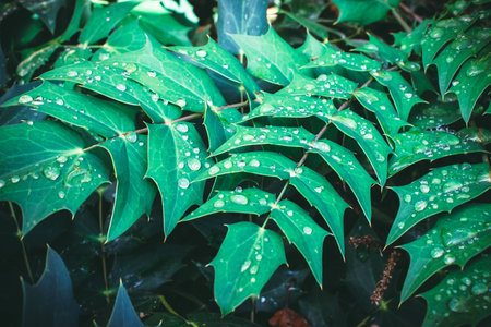 green leaf with water dropsの写真素材
