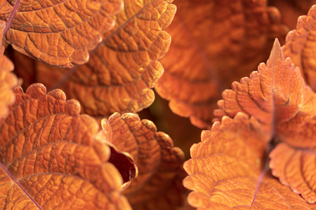 A macro shot of Autumn Leaves. high resolution image of autumn fallen dry Maple leavesの写真素材