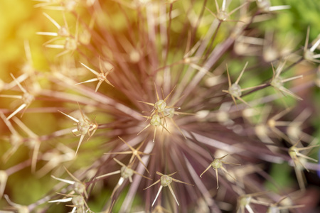Natural Pattern of Hedgehog Cactus. A close up of the needles or spines of an Echinocereus species...