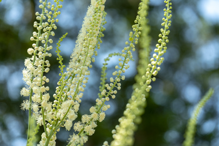 Macro shot of Ambrosia artemisiifolia - One of the most alergic plants.