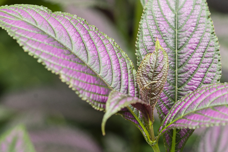plant with green violet leafs. flowering plant in the gardenの写真素材
