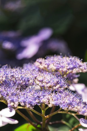 Hydrangea Serrata flowers in the garden. Macro photo