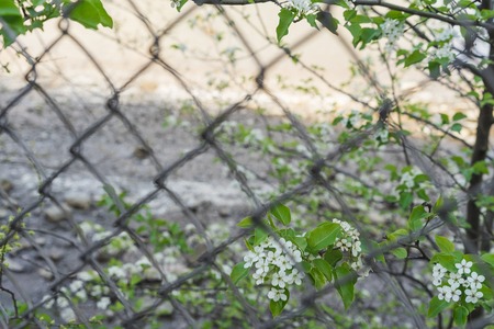 View of little white wild flowers through grid. Looking for freedom concept.の写真素材