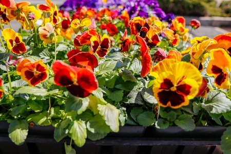 Close up view of flowers in city garden. Natural plants.の写真素材