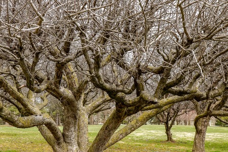 Tree without leaves in the park. Early autumn concept.の写真素材