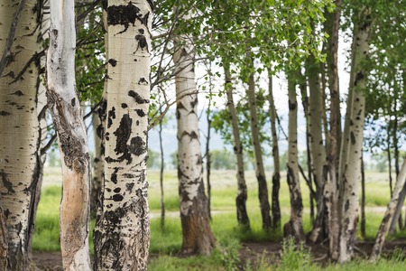 Beautiful birch trees with white birch bark in birch grove with green birch leaves in early.の写真素材