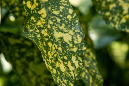 macro photo of green leaf with purple lines. Close-up image