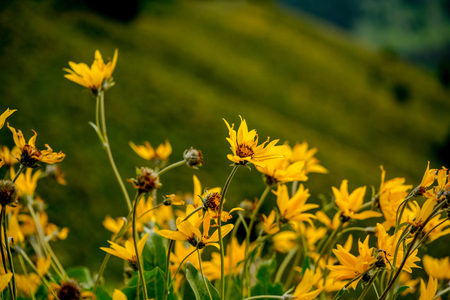 Yellow wild flowers in front of Grand Teton peaks, Wyoming, USの写真素材