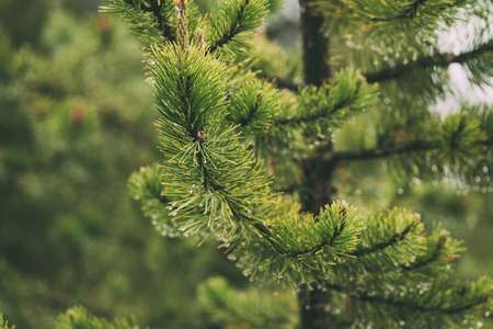 Drops of rain on green pine needles with fresh green copyspace
