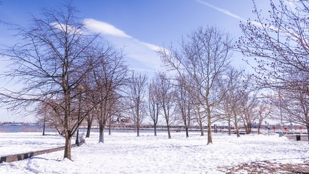 branches of dry wood trees in spring time. Field covered with snow.の写真素材