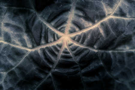 plants central nervous system in black and white. Macro photo
