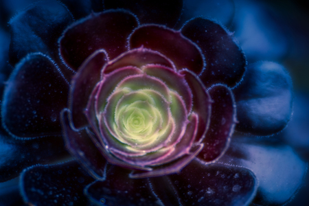 abstract black rose flowerの写真素材