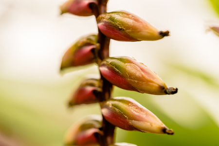 flower Buds in garden. close up macro imageの写真素材