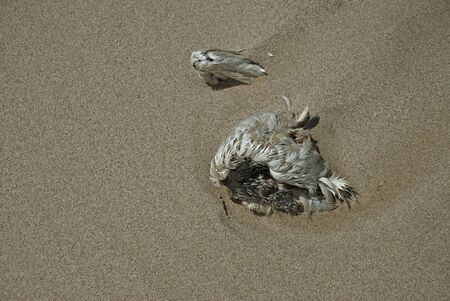 Remains dead seagullの写真素材