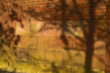 Tree shadow on coloured wallの写真素材