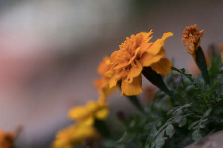 beautiful yellow flower with blur backgroundの写真素材