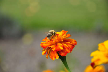 bee on flower