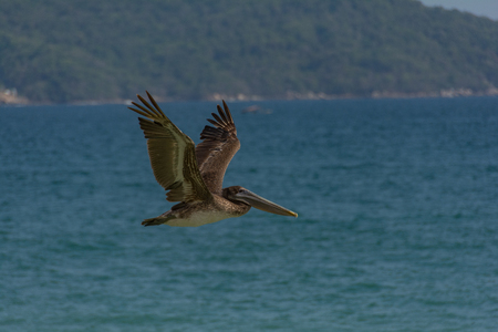 Pelican flying over the seaの写真素材