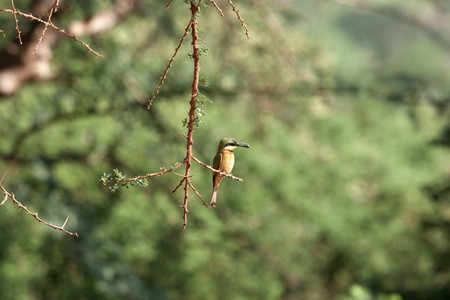 African bee eaterの写真素材