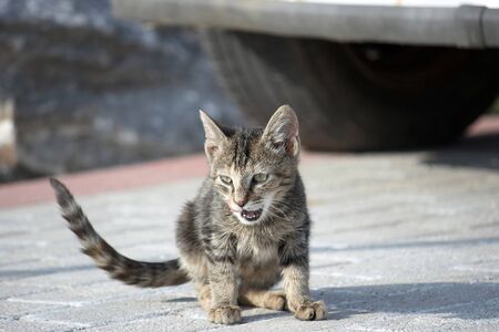 Young street kittenの写真素材