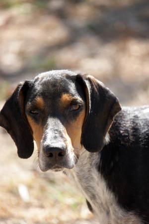 Wild tricolour  dog roaming on the streets in Greeceの写真素材