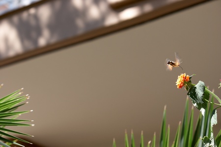  Humming Moth in Flight in a garden in Greeceの写真素材