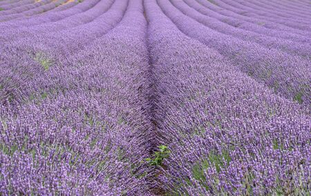 Field of Lavender in the countryside in Portugalの写真素材
