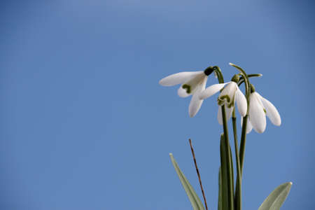 snowdrops with a  clear blue sky backgroundの写真素材